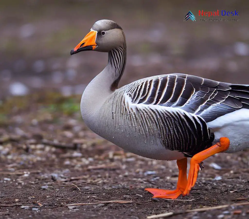 Taiga Bean Goose The Tundra Traveler of Winter Skies Nepal Desk